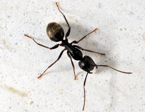 Carpenter Ants Often Invade Walls