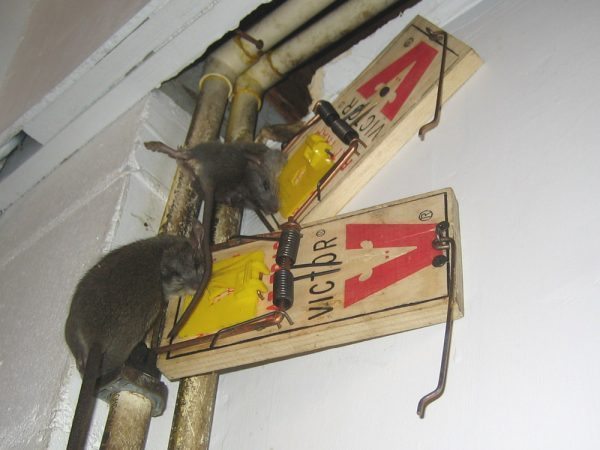 rats in trap