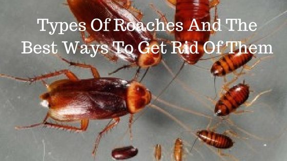 Types Of Roaches And The Best Ways To Get Rid Of Them