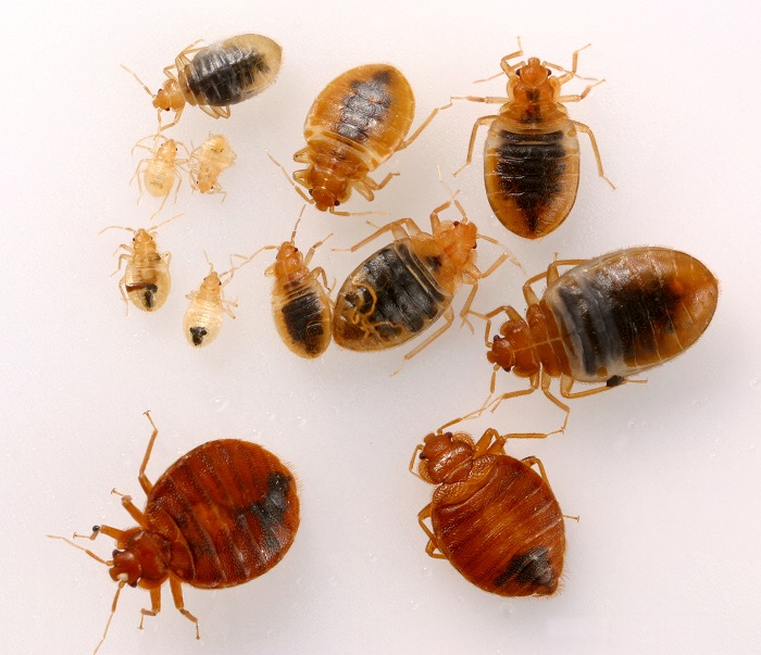 bed bugs