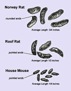 rodent droppings chart