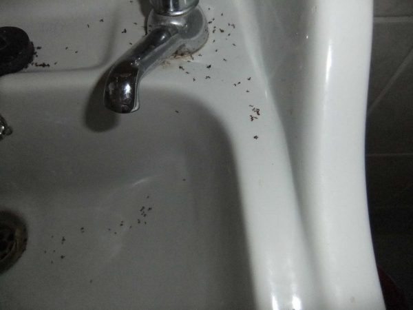 ants in bathrooms