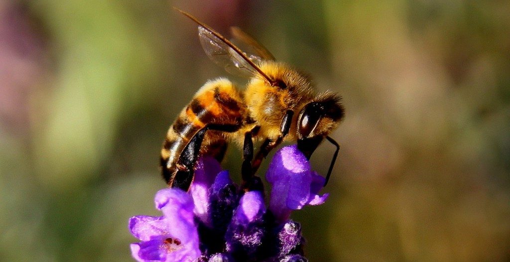 bee on a lavender flower