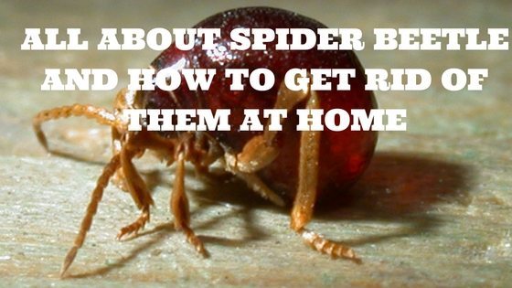 All About Spider Beetle and How To get Rid Of Them At Home