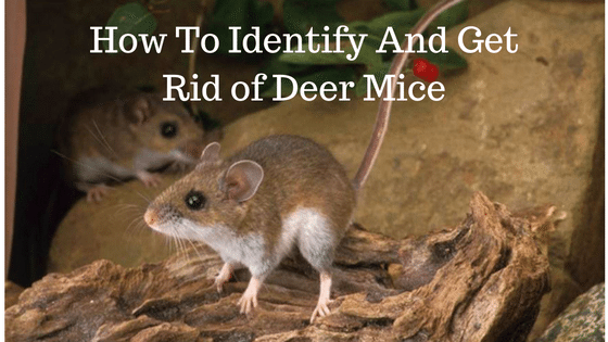 How To Identify And Get Rid of Deer Mice