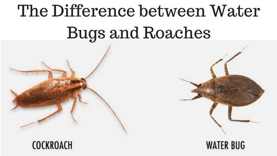 Water Bugs Vs Cockroaches: How To Tell The Difference Kill