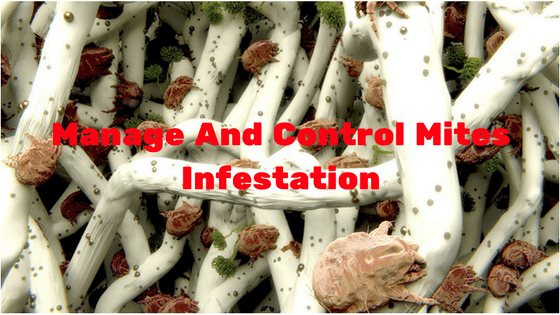 Manage And Control Mites Infestation Manage And Control Mites Infestation