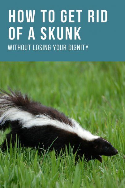 7 Tips to get rid of skunks